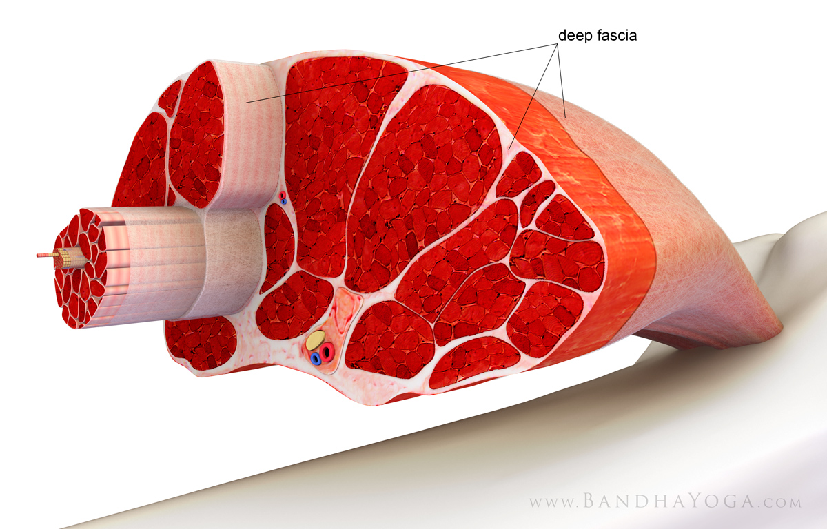 fascia_muscle_dailybandha.comimage