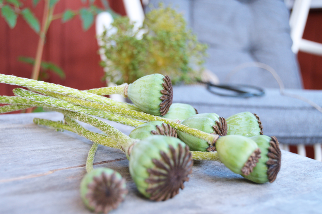 poppy-flowers-seeds-vallmo-tanja-dyredand