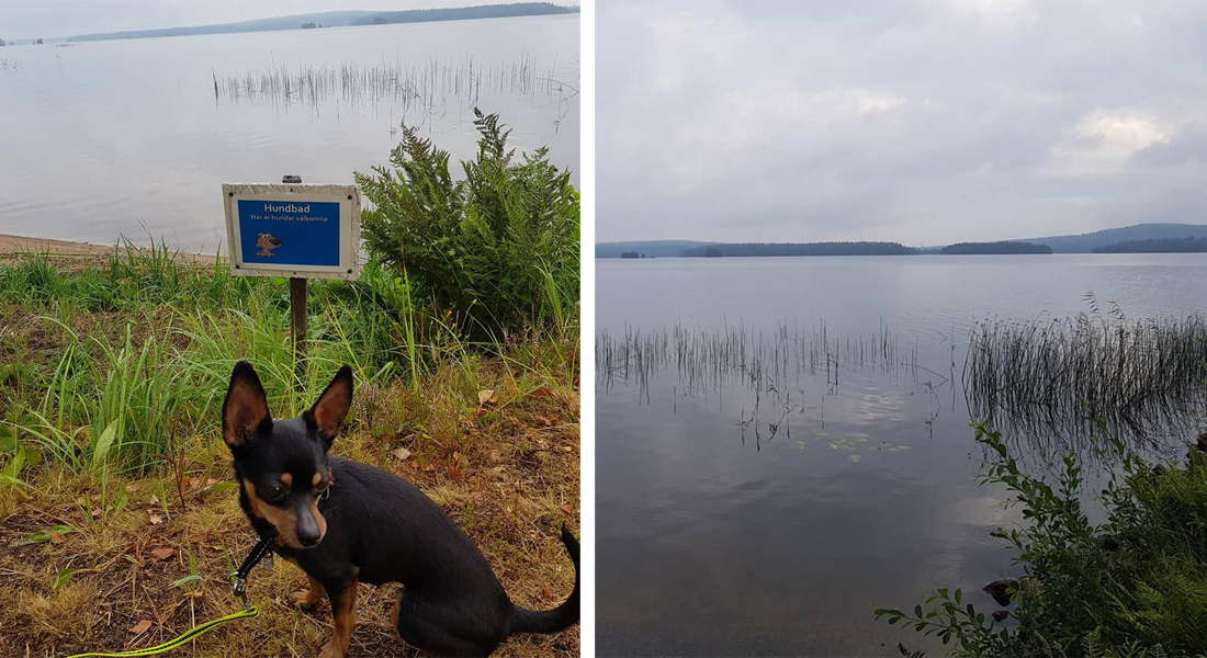 hundbadplats-coco-2018