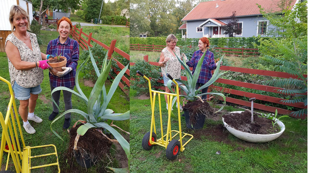 agave-kaktus-edsbro-portugal-mama-gaia